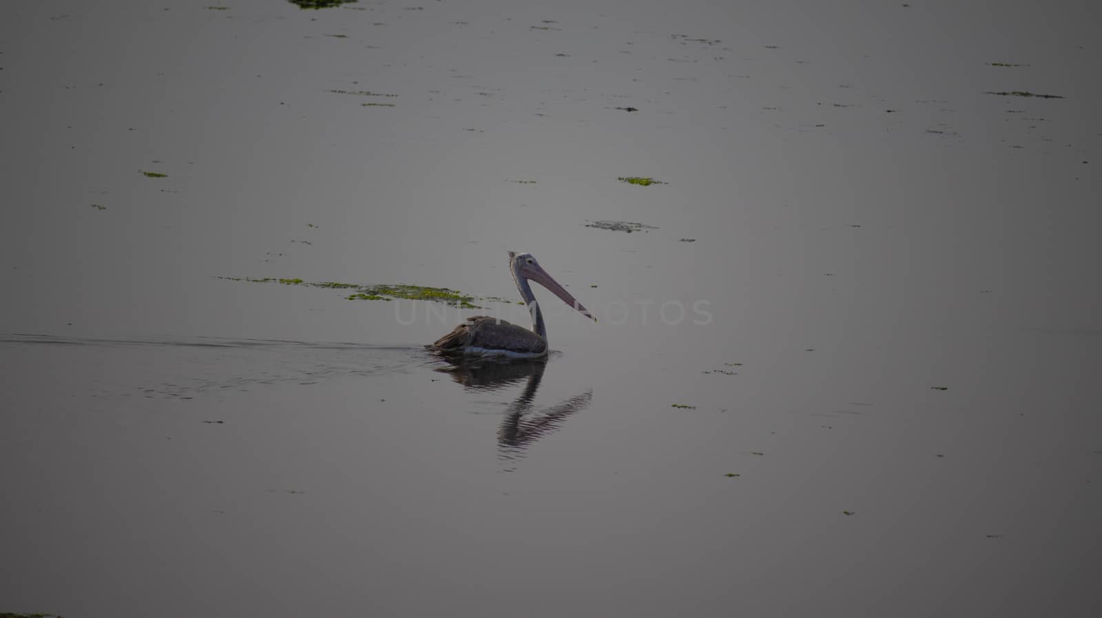 A Peruvian pelican bird swimming in a pond in Chennai city of india