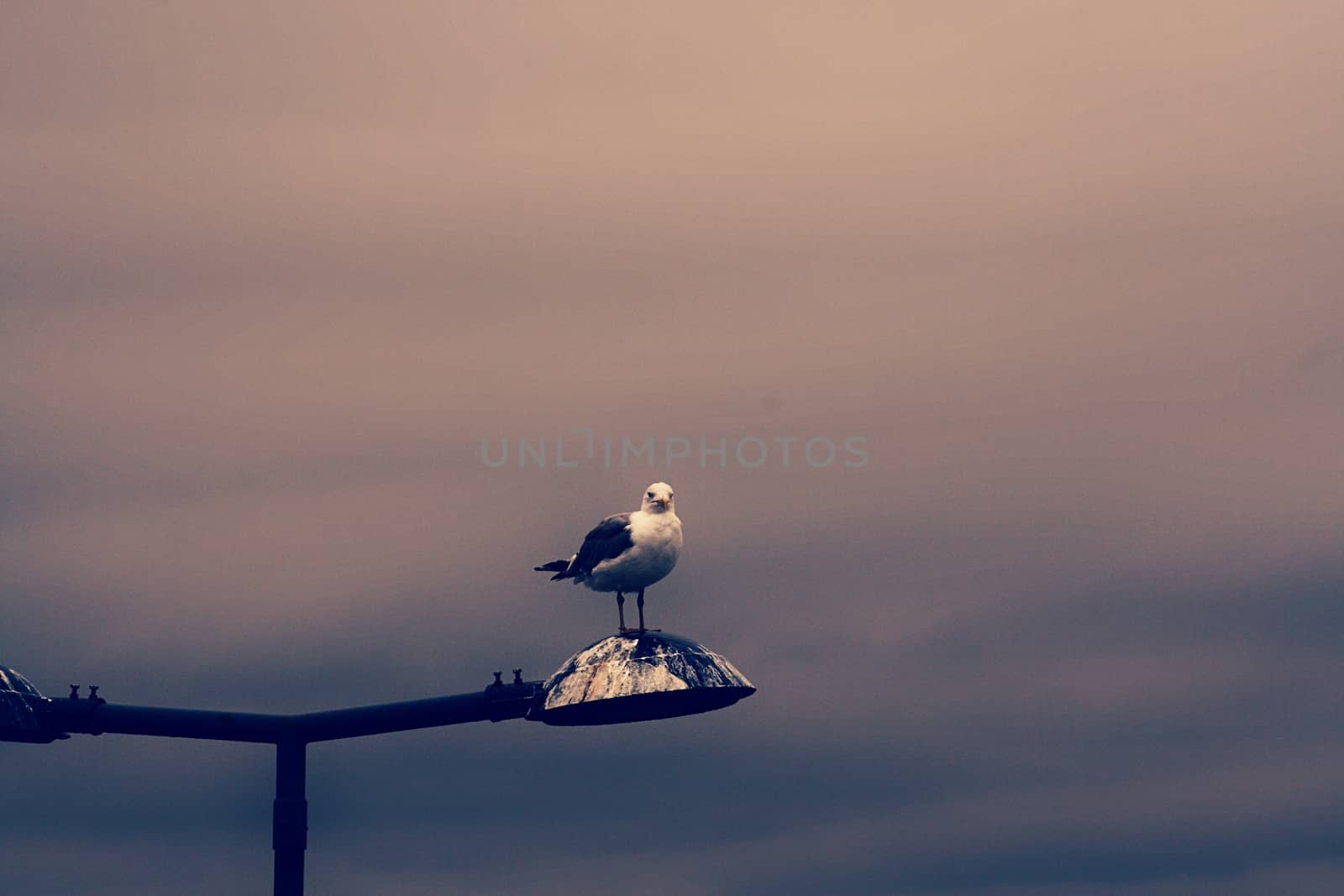 Photo of the bird on the lampHigh quality photo