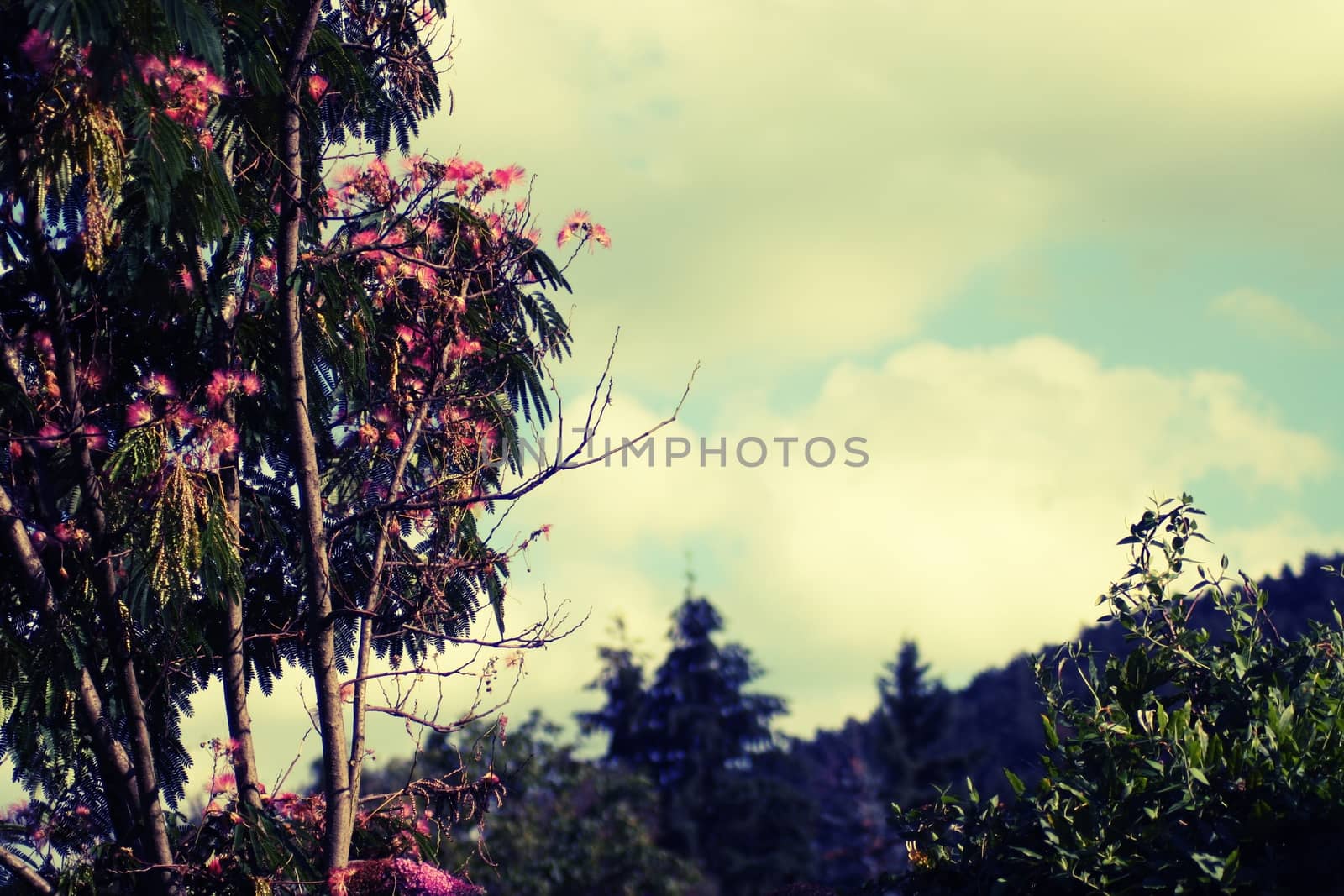 Beautiful trees in the fairy garden of Miskolc High quality photo