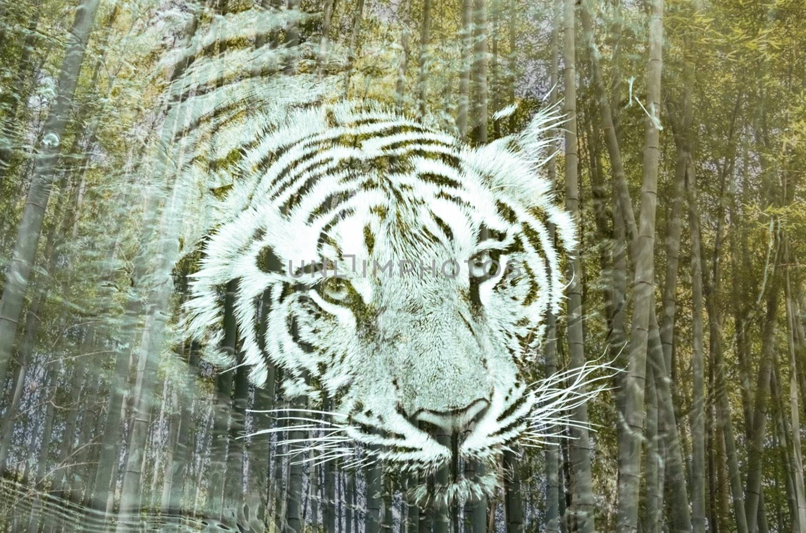 The tiger and the forest in the form of a special photo montage High quality photo