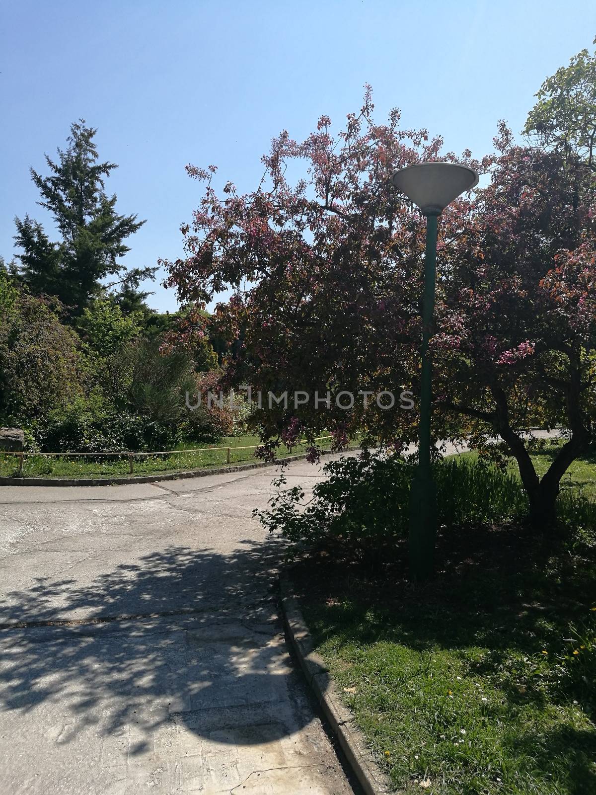 Nice trees in the Budapest Arboretum. High quality photo