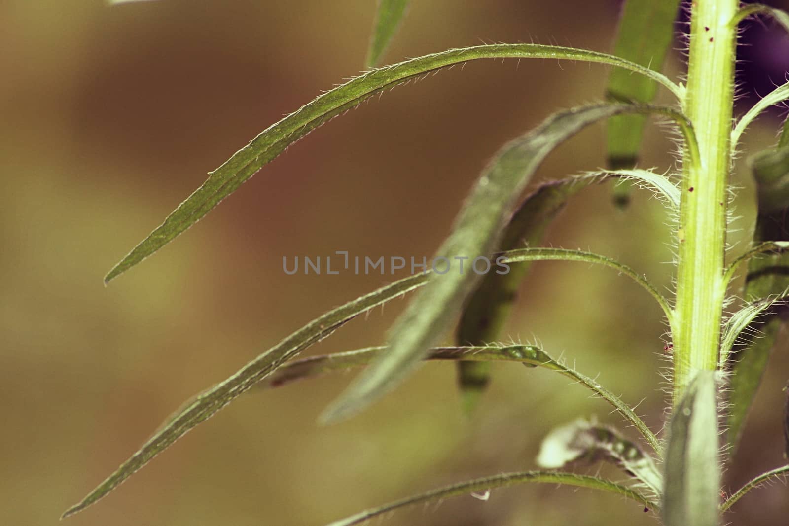A close up of a plant. High quality photo