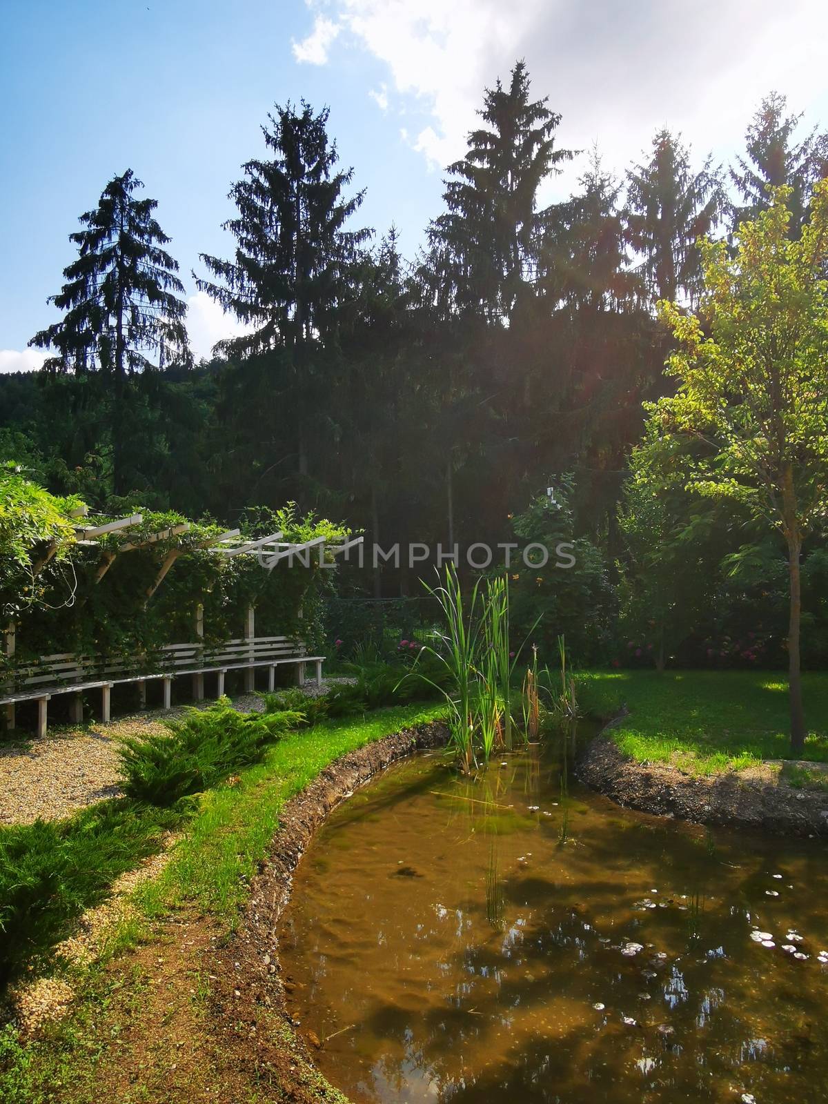 A tree in front of a pond. High quality photo
