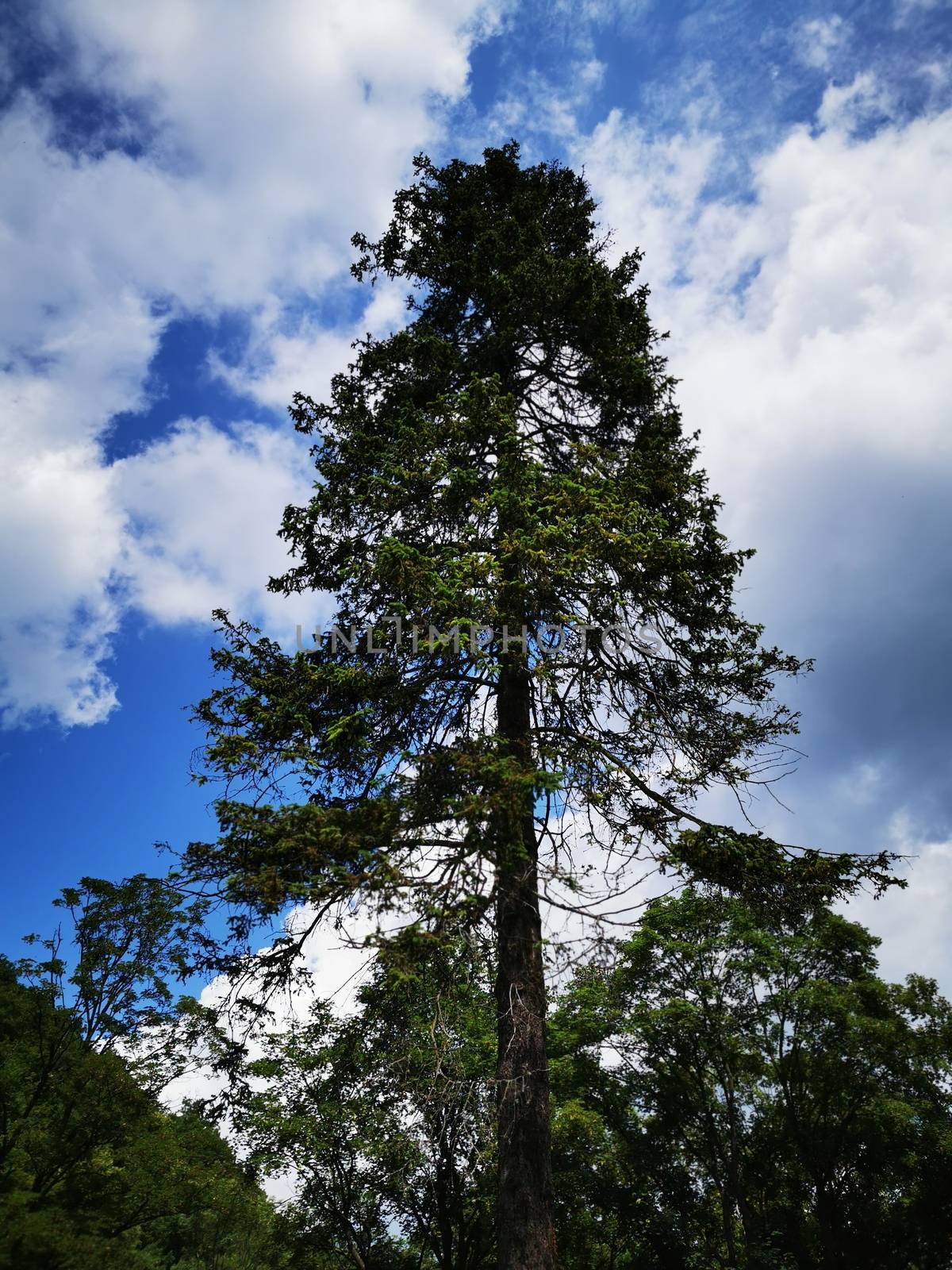 A large tree. High quality photo