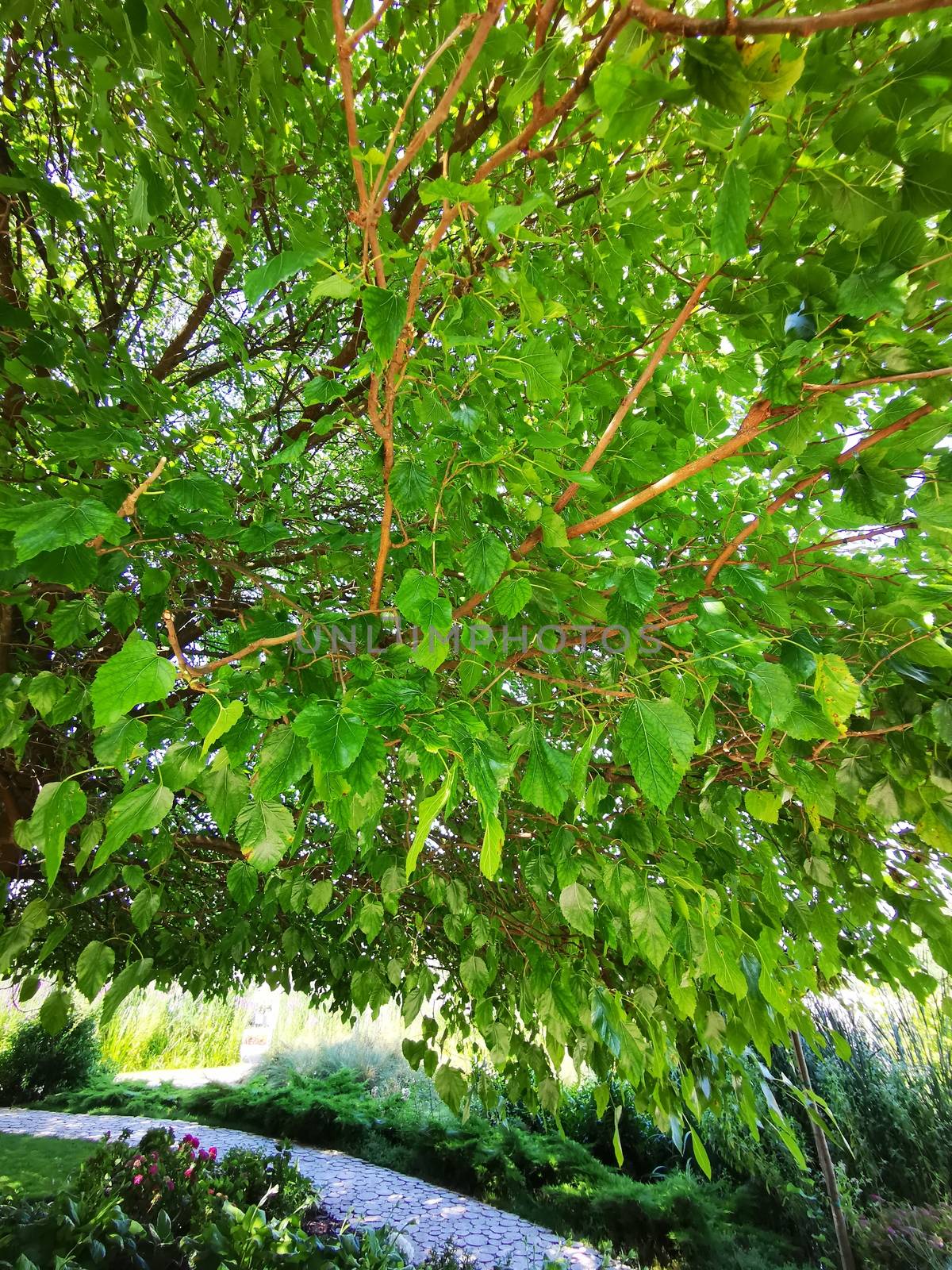 A plant growing in a tree. High quality photo