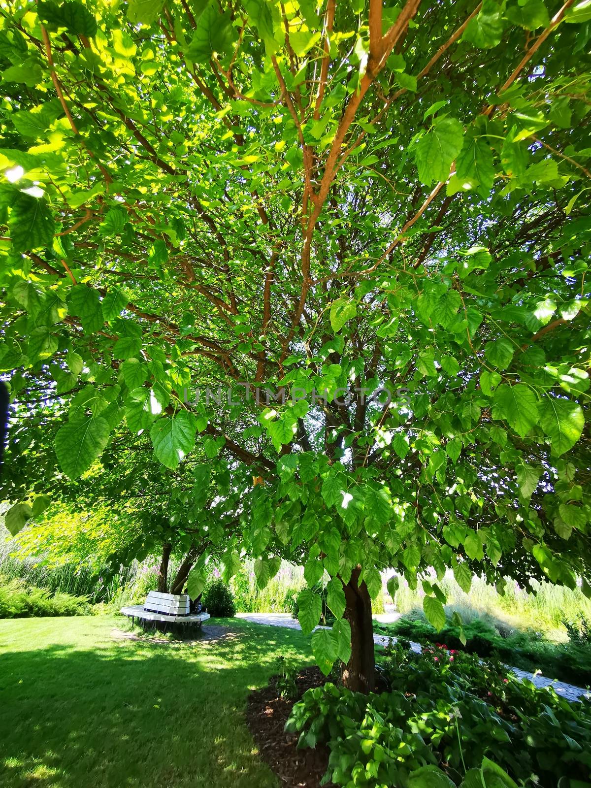 A tree with green leaves. High quality photo