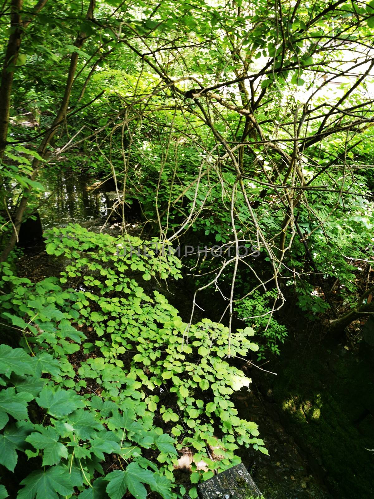 A green plant in a forest. High quality photo