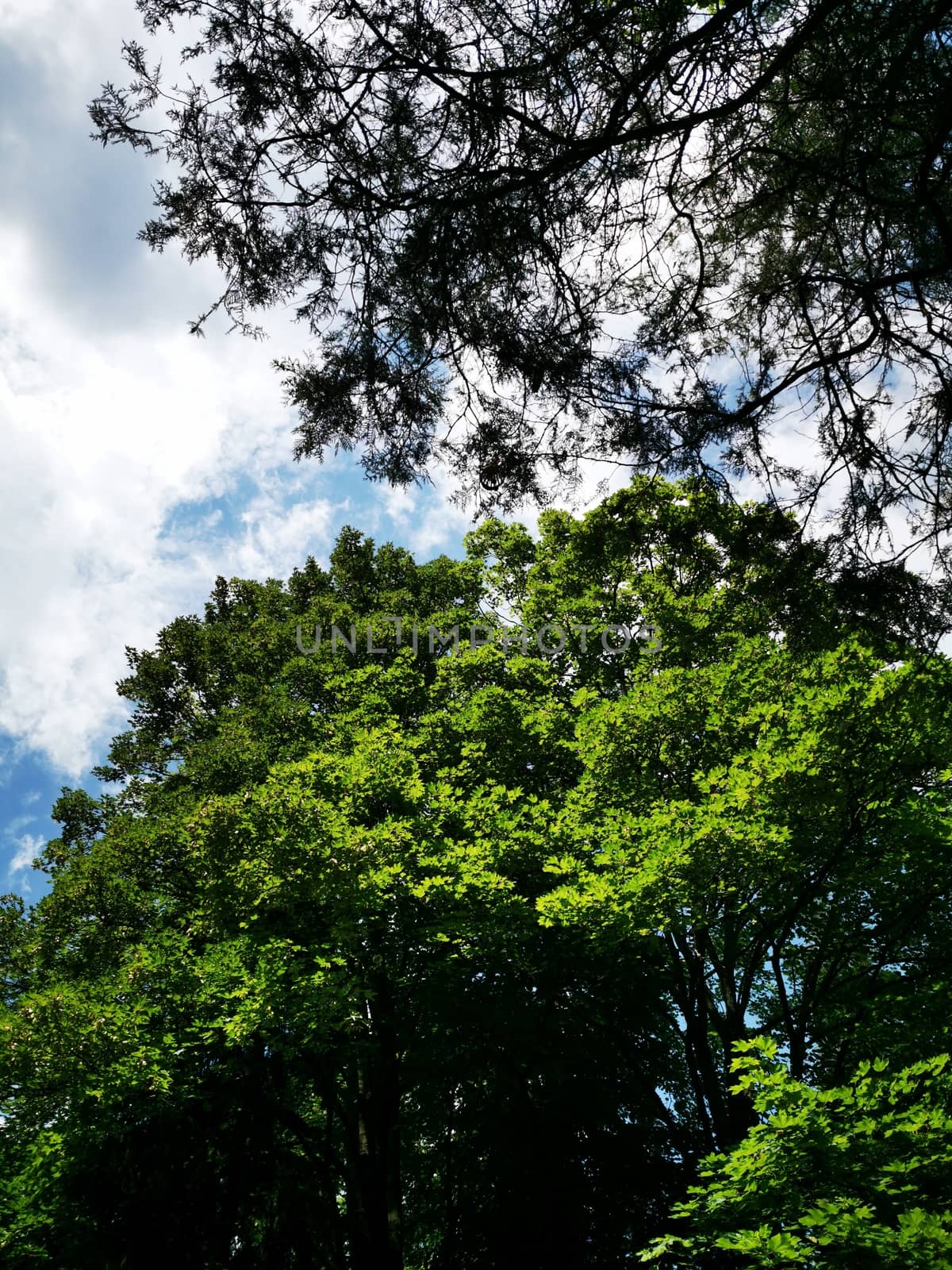 A large trees in MIskolc. High quality photo