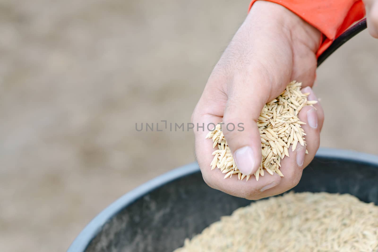 closeup farmer hand holding rice seeds for sowing in the field by pt.pongsak@gmail.com