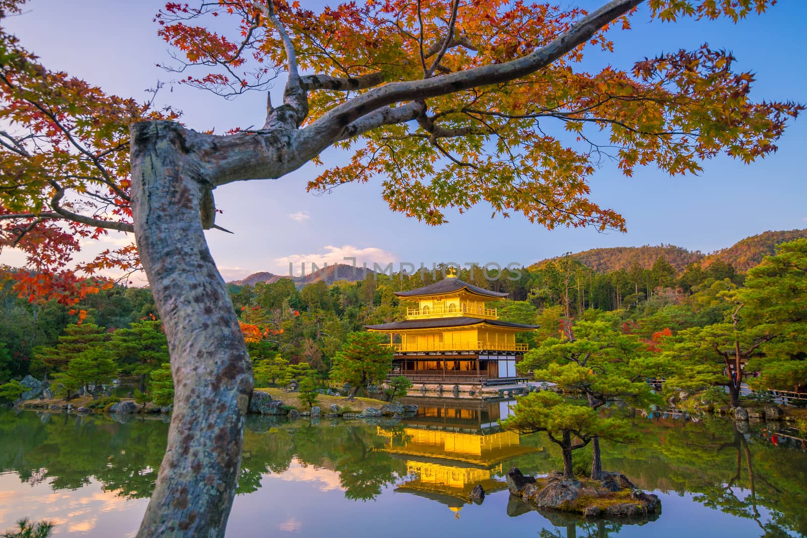 Autumn view of The Golden Pavilion of Kinkaku-ji temple in Kyoto, Japan at sunset