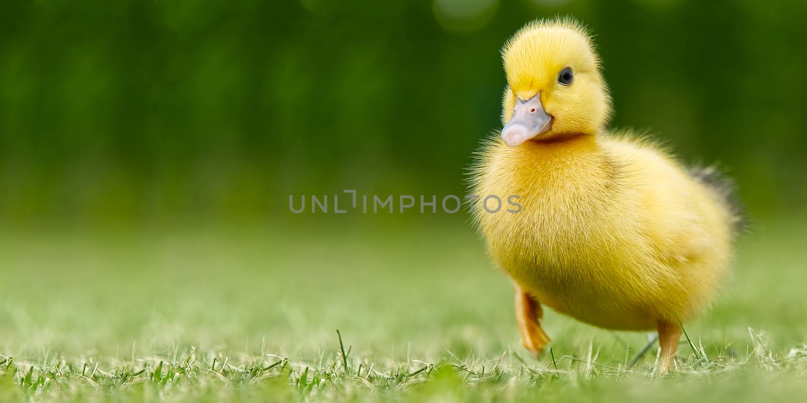 Small newborn ducklings walking on backyard on green grass. Yellow cute duckling running on meadow field in sunny day. Banner or panoramic shot with duck chick on grass. by PhotoTime