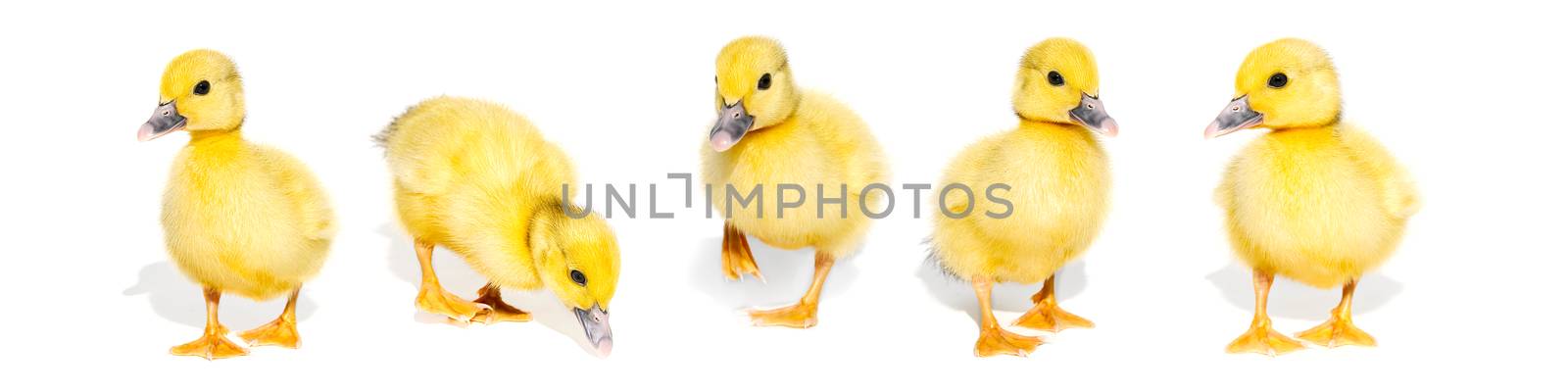 Collage of cute yellow ducklings isolated on a white background. Panorama of newborn baby ducks, can be used as banner. by PhotoTime