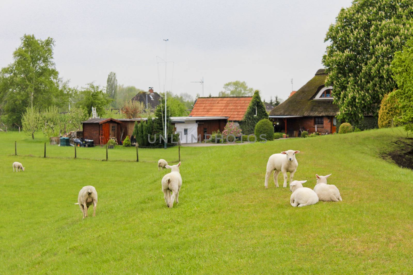 Sheep in front of an idyllic typical German farmhouse. Brake Lower Saxony Germany.