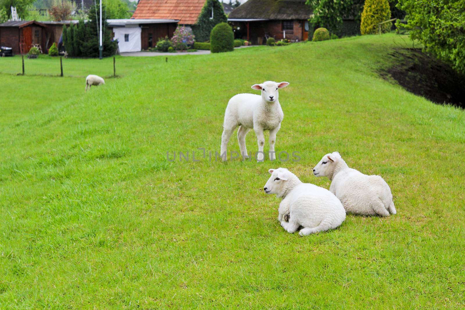 Sheep in front of an idyllic typical German farmhouse. by Arkadij