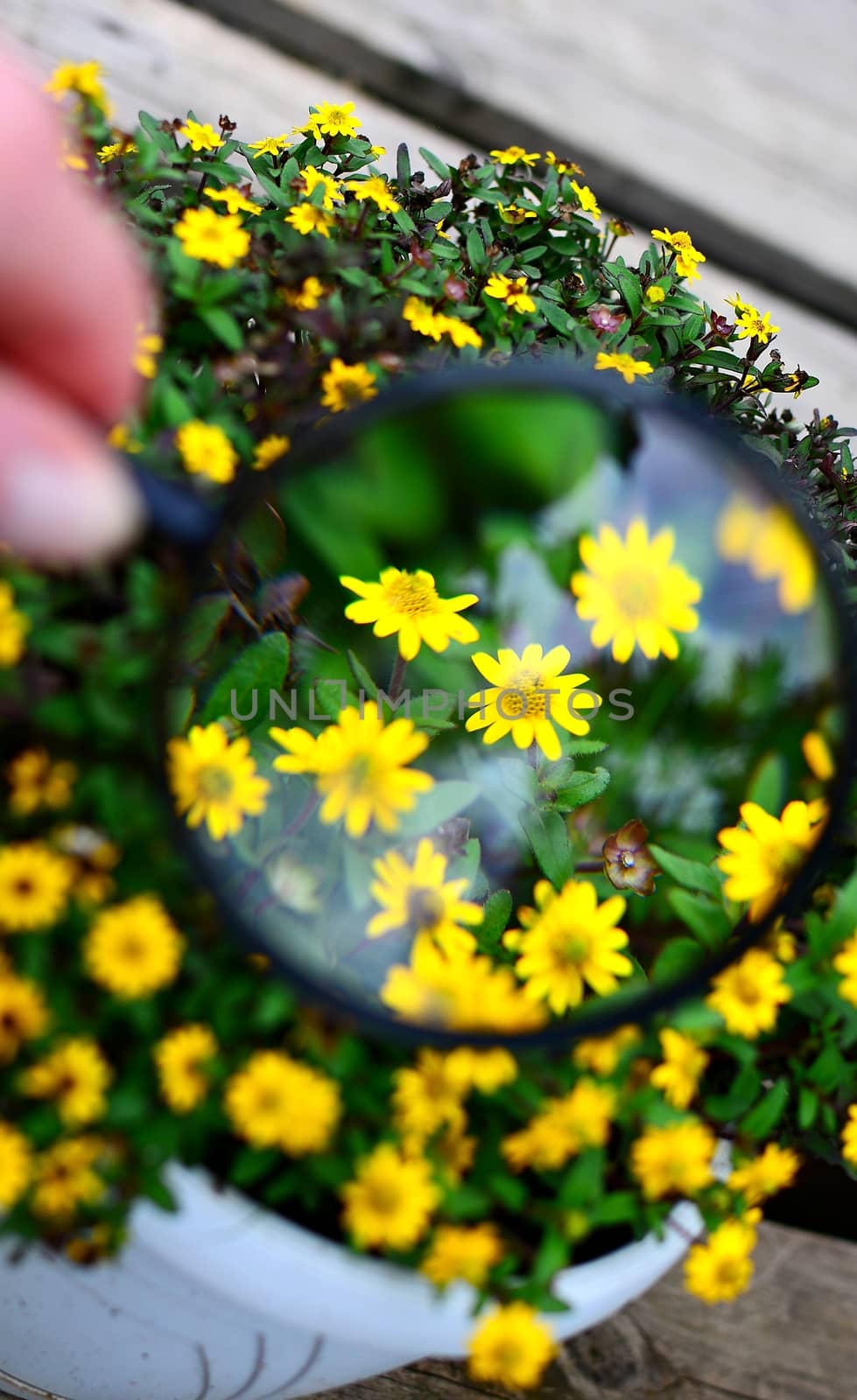 Sanvitalia procumbens under magnifying glass. by hamik