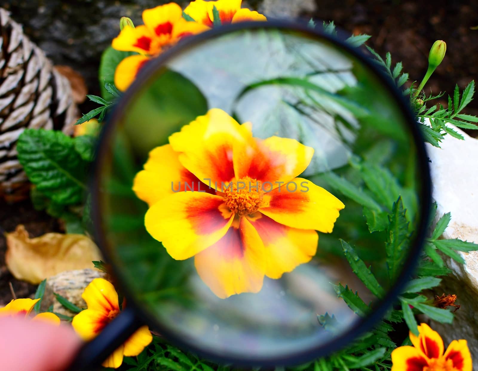 Tagetes patula nana durango bee under magnifying glass. by hamik