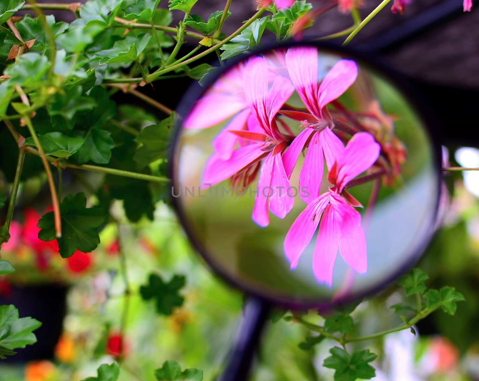 View of purple Pelargonium flower under magnifying glass.