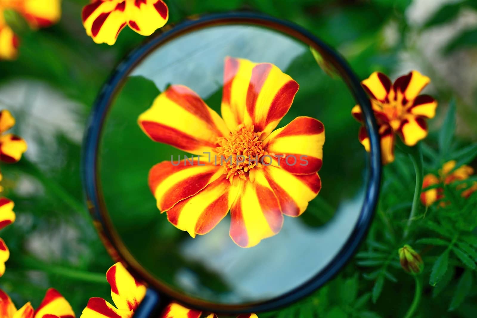 Tagetes patula nana jolly jester under magnifying glass. by hamik