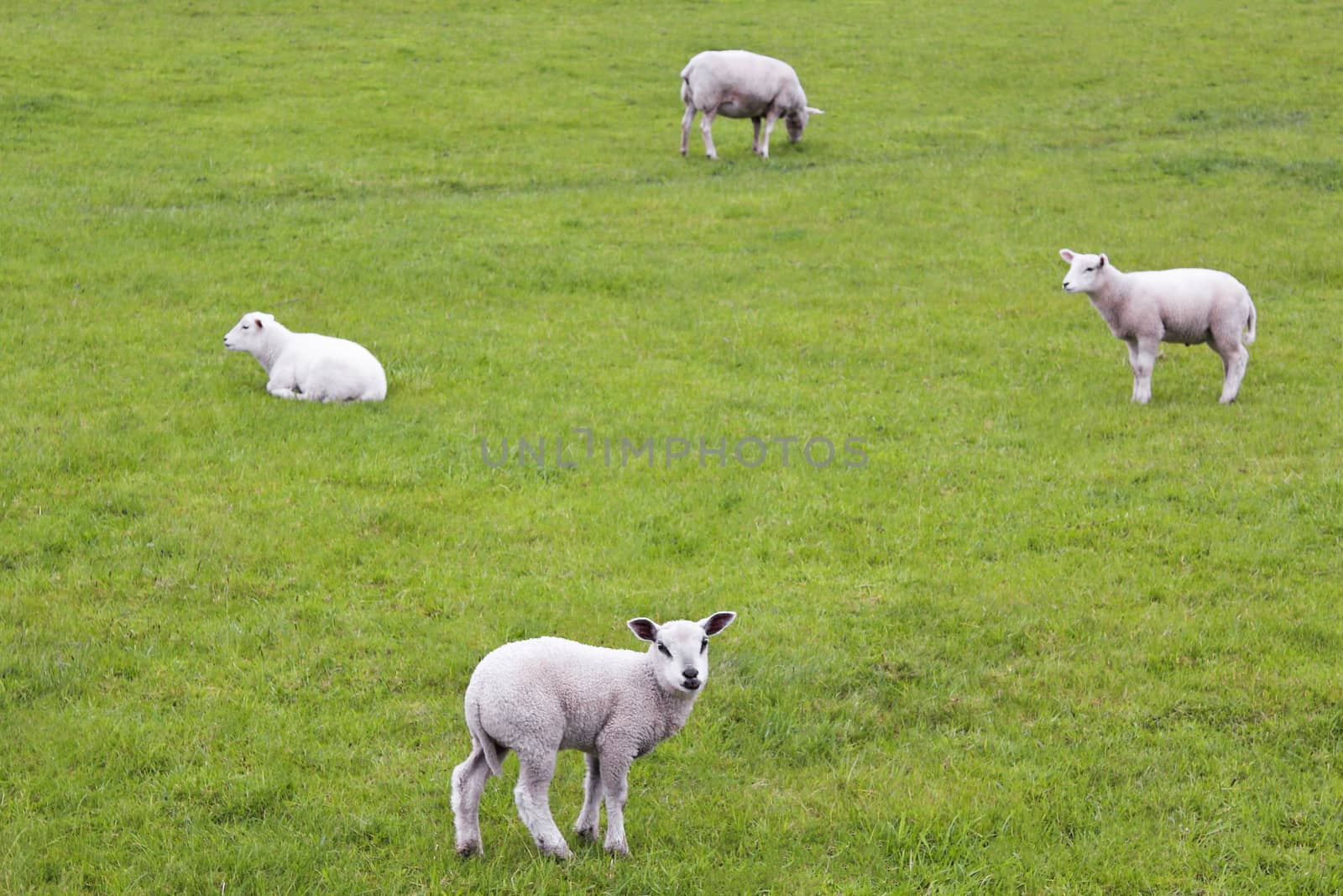 Cute white sheep on green meadow and lawn. by Arkadij