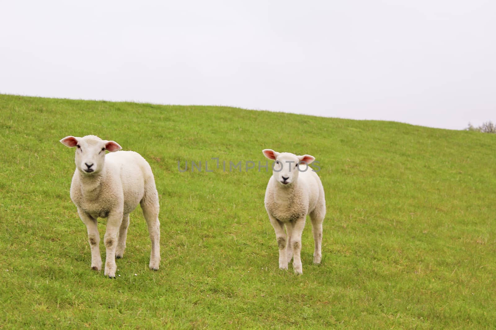 Cute white sheep on green meadow and lawn. Niedersachsen, Germany.