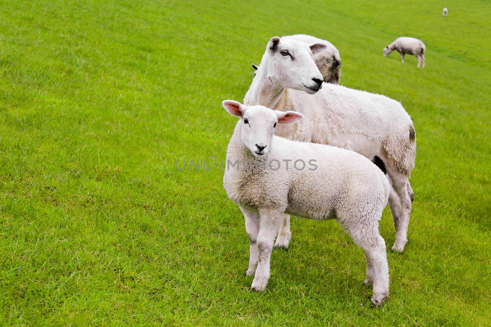 Cute white sheep on green meadow and lawn. Niedersachsen, Germany.