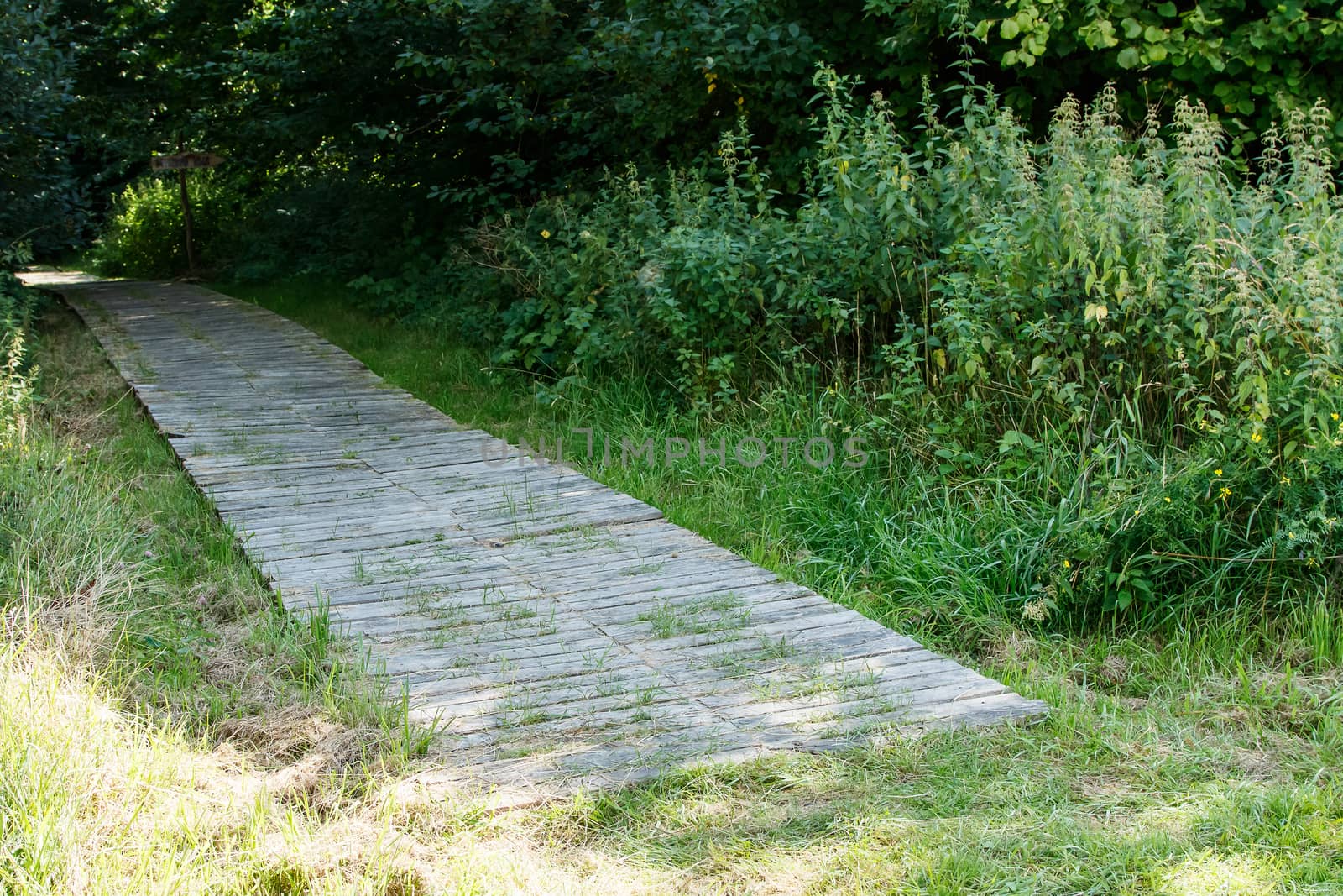 old wooden path in the park on bright sunny summer day