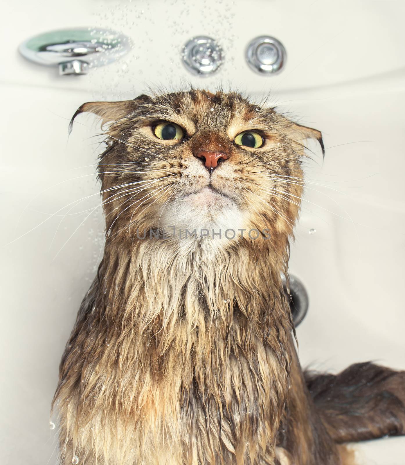 Wet cat in the bath by Visual-Content