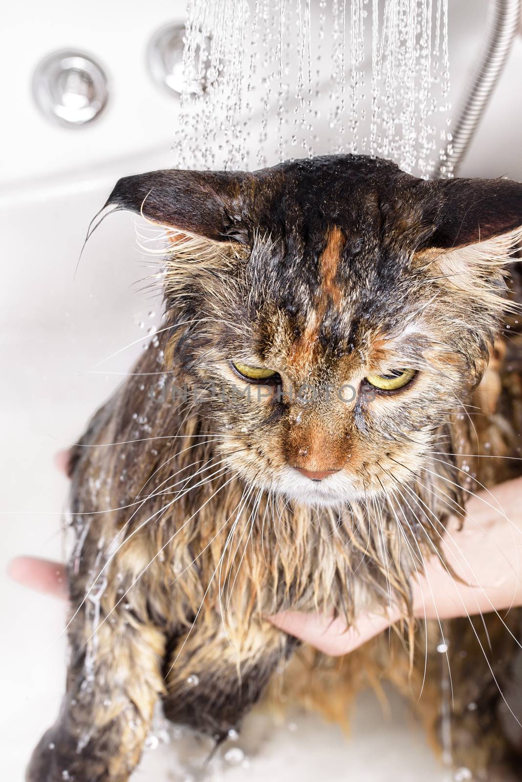 Wet cat. Girl washes cat in the bath