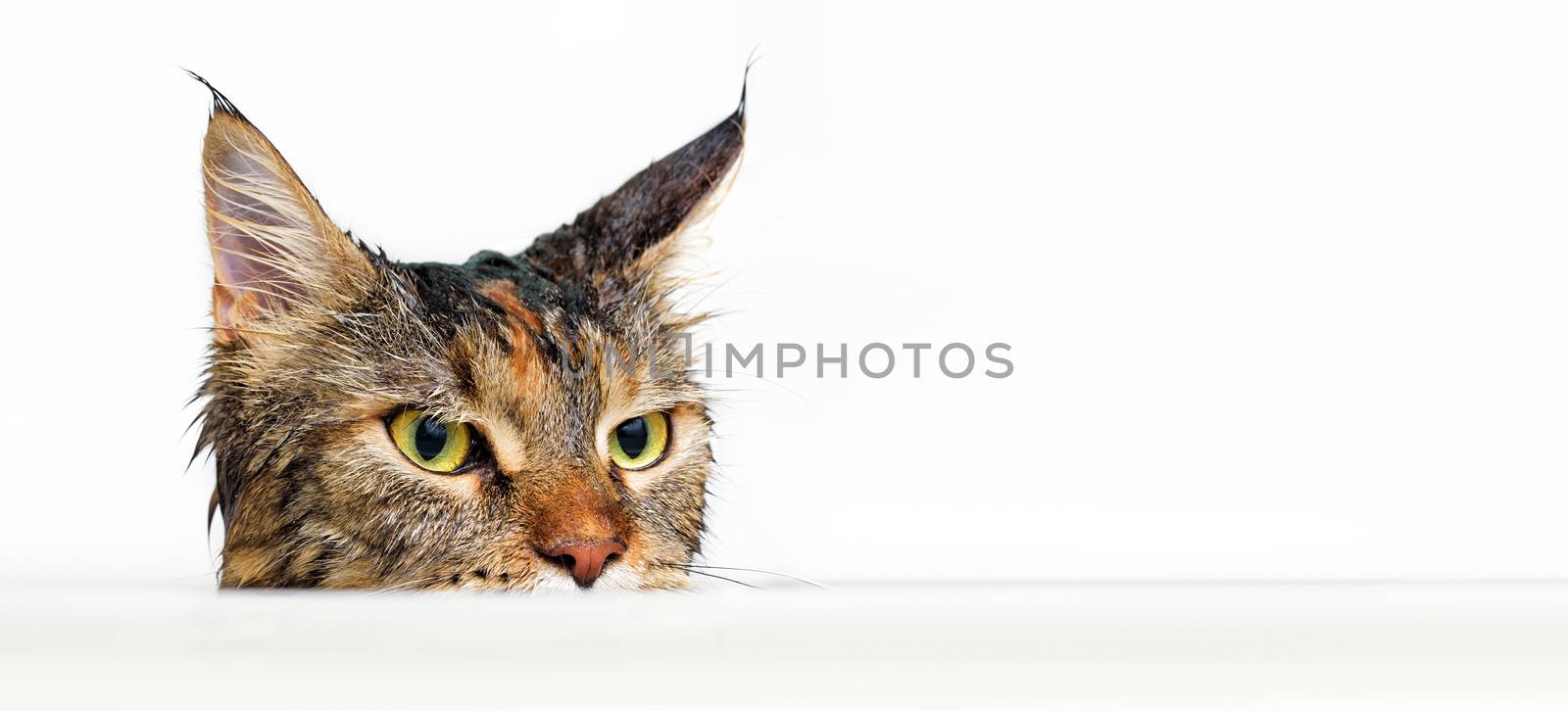 Funny cat Maine Coon. Peeping Cat on white background.