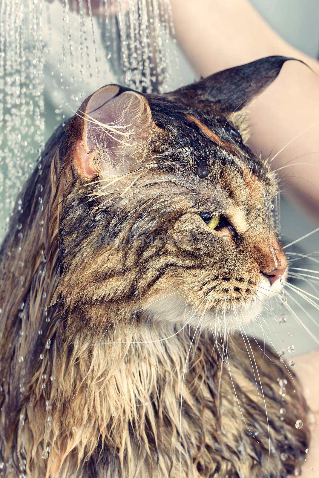 Wet cat in the bath. Cat Maine Coon.