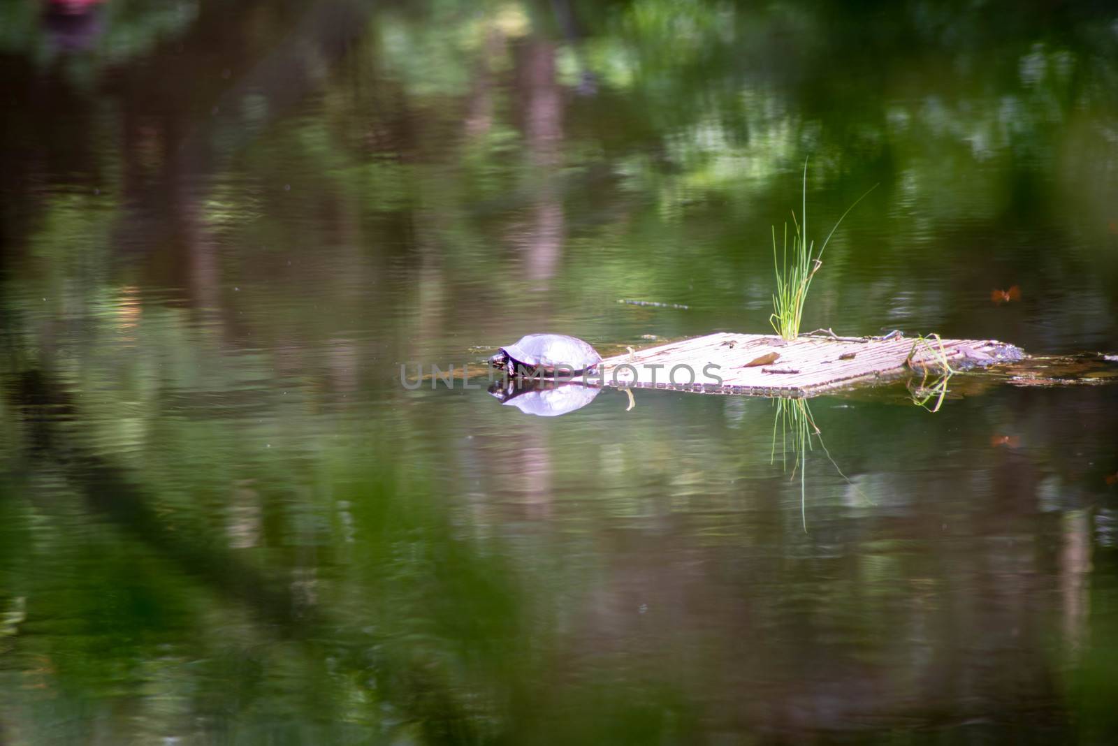 A turtle on a wooden raft sees his reflection in the surreal surface of a woodland pond. Green foliage reflected in the rippling motion of the water.
