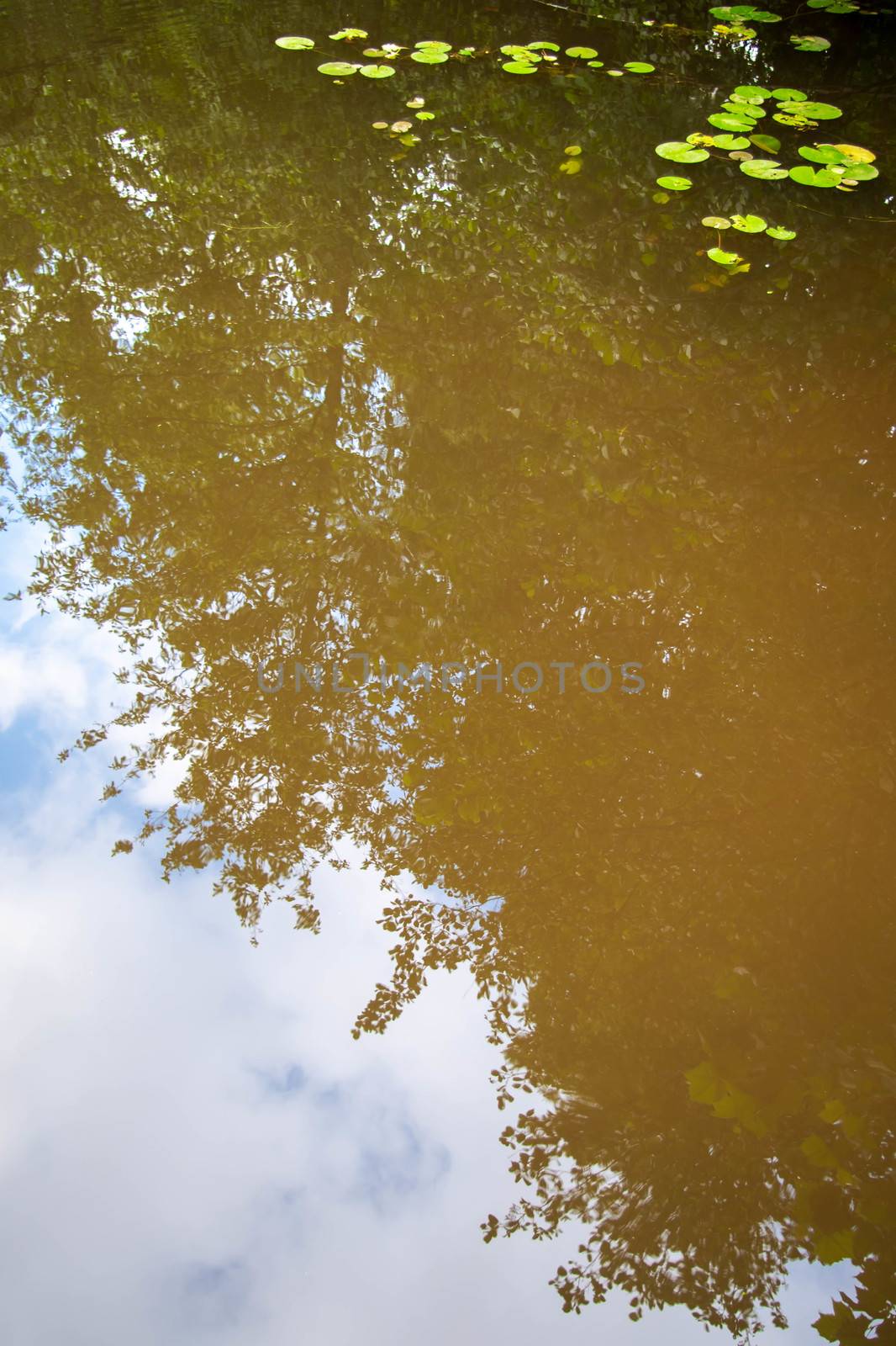 Surreal abstract close up of forest reflection in pond. Lily pads float on the surface. Blue sky and leaves visible in water.