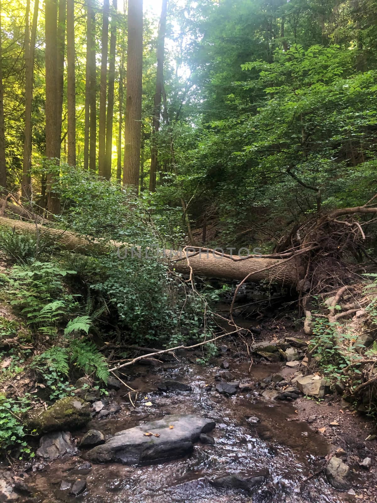 Beautiful nature image in golden hour sunlight. A freshly fallen tree lays across a woodland stream.