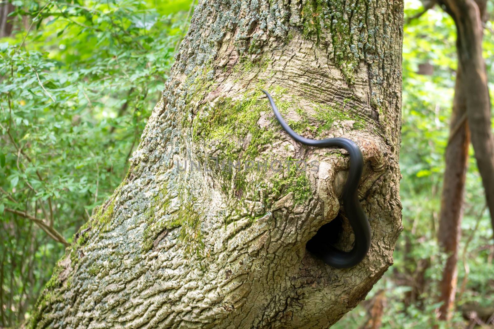 A Black Rat Snake slithers into a hollow tree home by marysalen