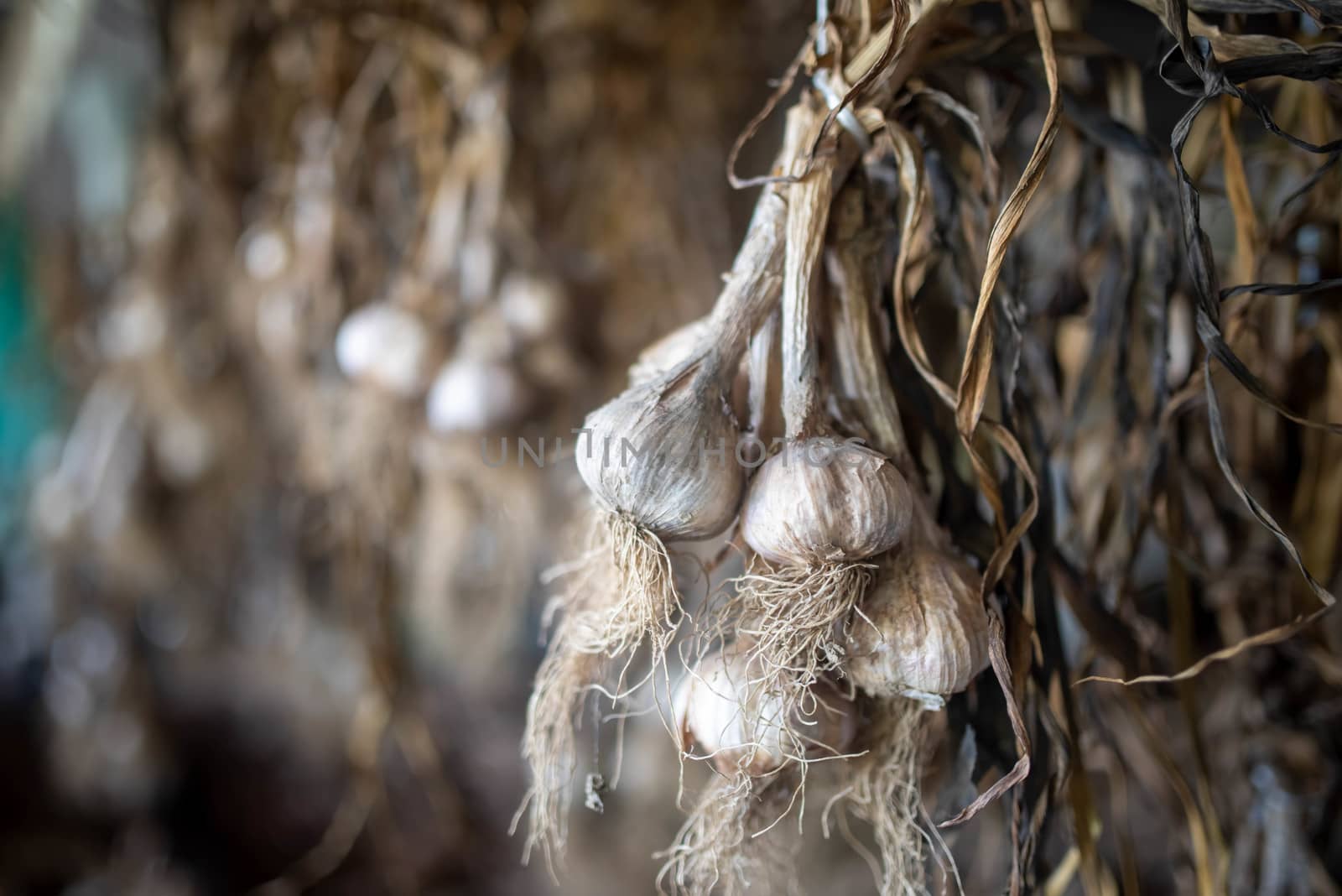 Bunches of garlic hangoing in a barn to dry by marysalen