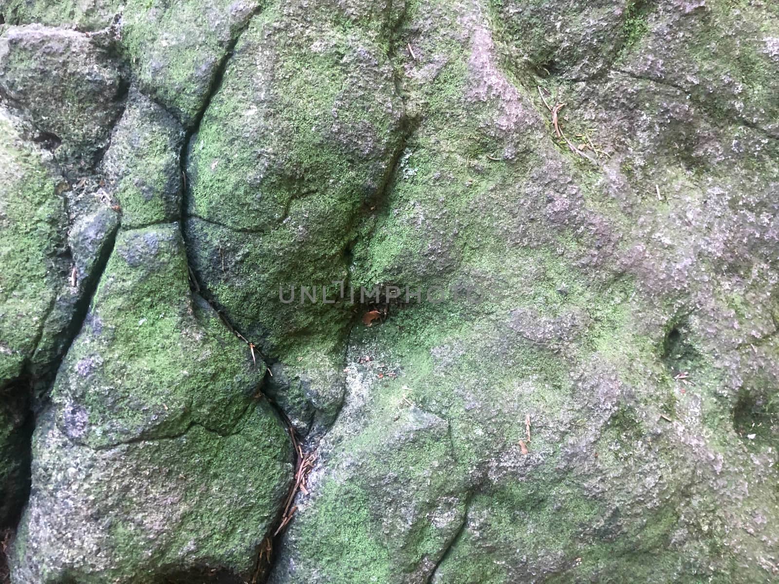 Full frame image of a green foreststone, close up detail of texture and nature colors. Natural light with copy space.