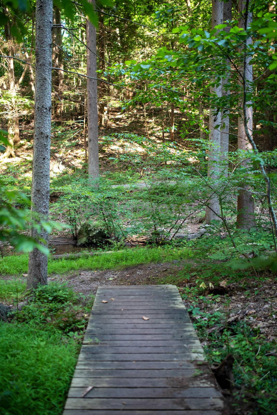 Full fram image in natural light shows the end of a wooden forest walkway, surrounded by green foliage and a calming forest scene. with copy space.