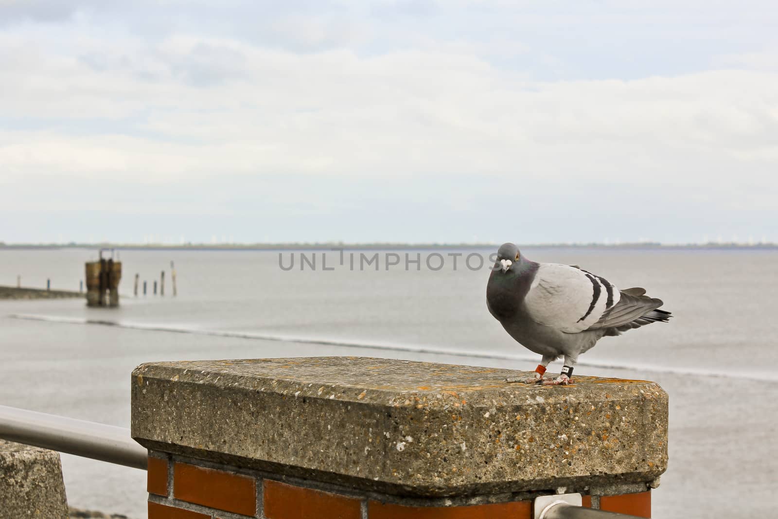 Pigeon on the coast of North German Butjardingen in Wesermarsch, Lower Saxony, Germany.