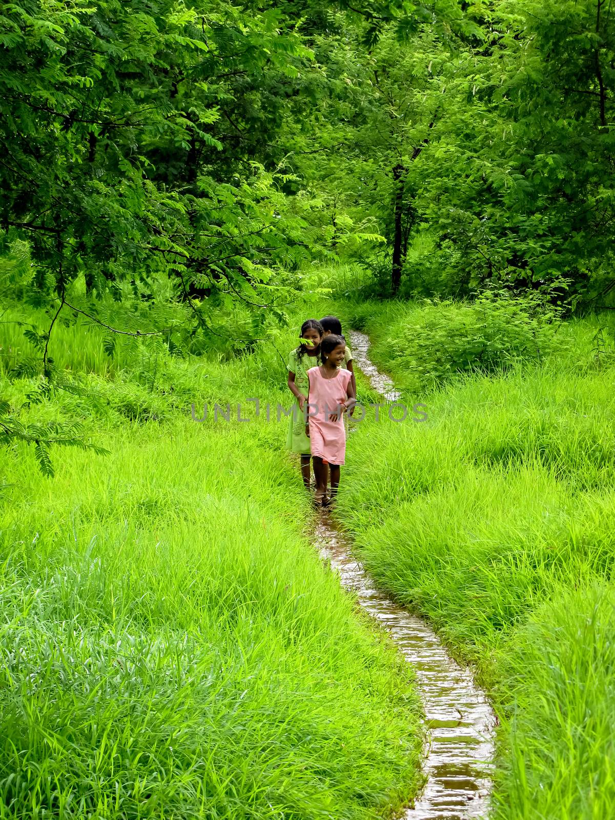 Village girls happily walking a small pathway surrounded by lush green fields . by lalam