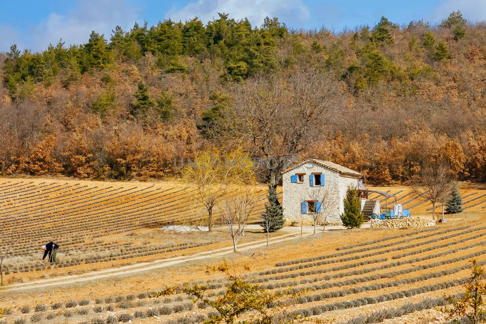 Lavender fields and Provincial winter landscape near Gordes in Provence, France