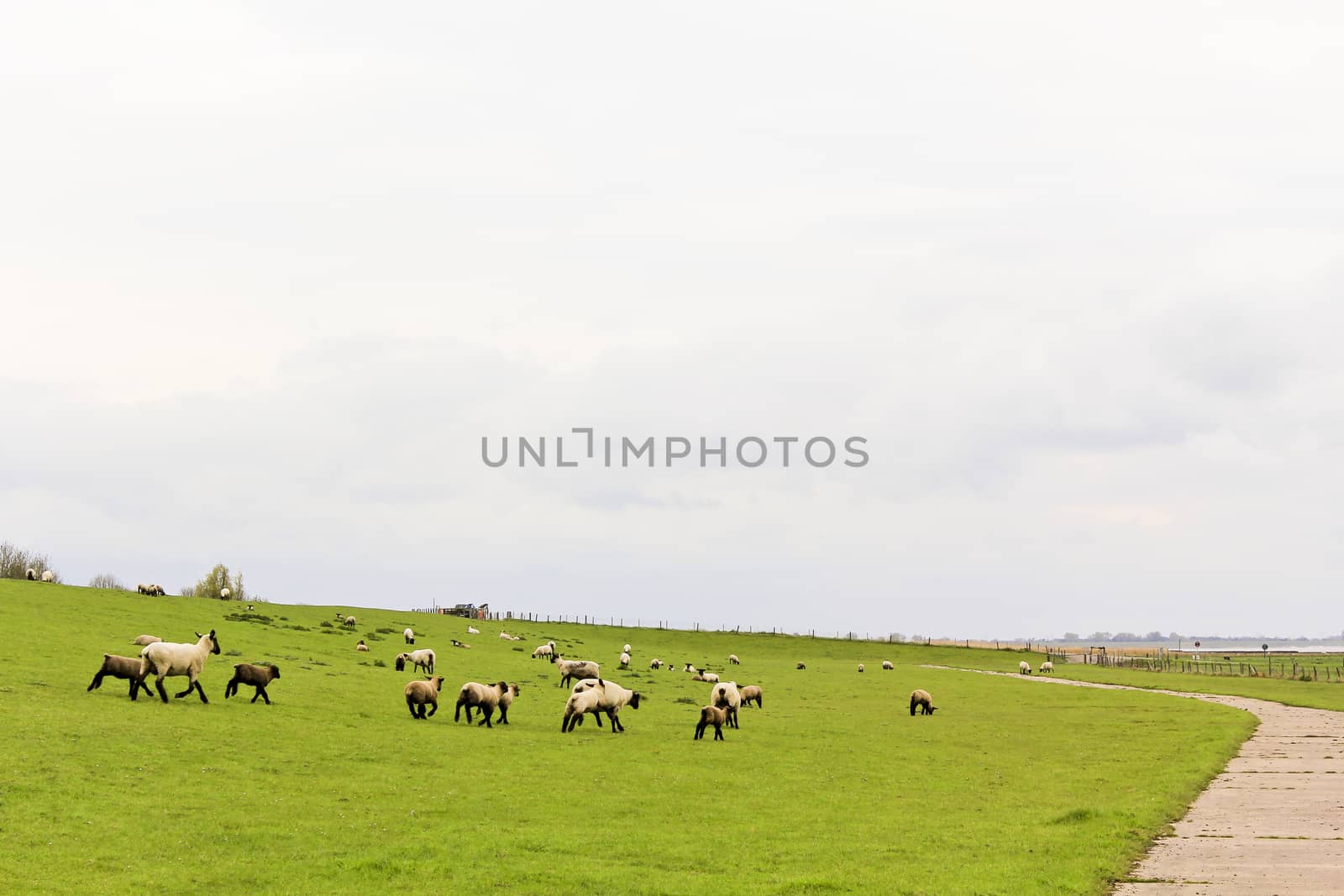 Landscape with running sheep and pasture in Sehestedt, Jade, Wasermarsch, Germany. Farm and sheep pasture.