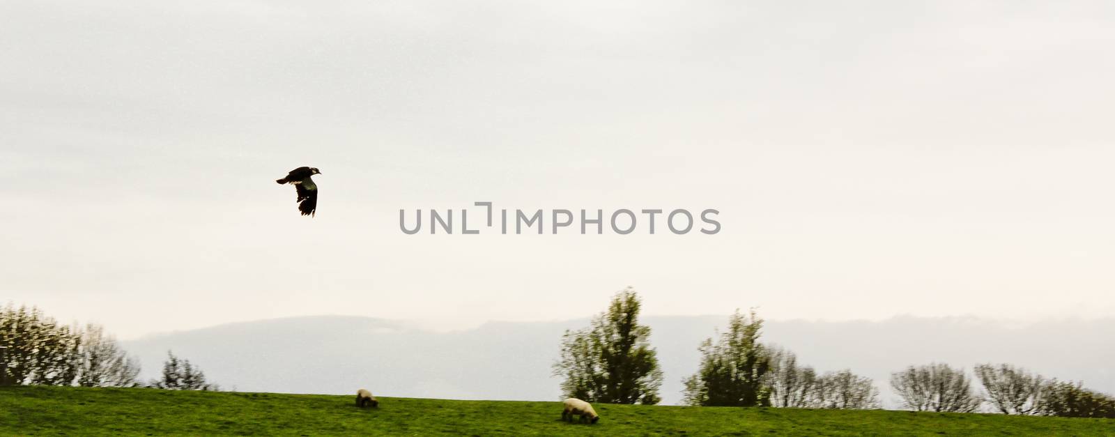 Bird flies quickly across a sheep pasture in northern Germany. by Arkadij