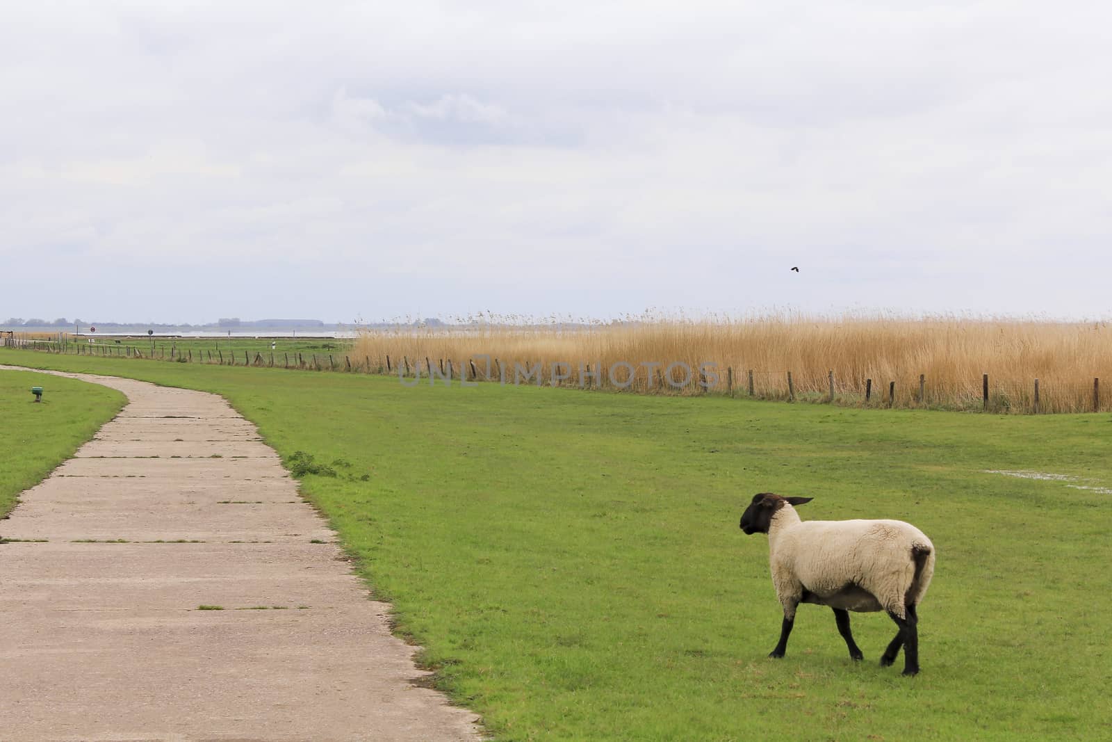 Lonely sheep separated from the herd in a typical landscape in northern Germany. Sehestedt, Jade, Lower Saxony, Germany.