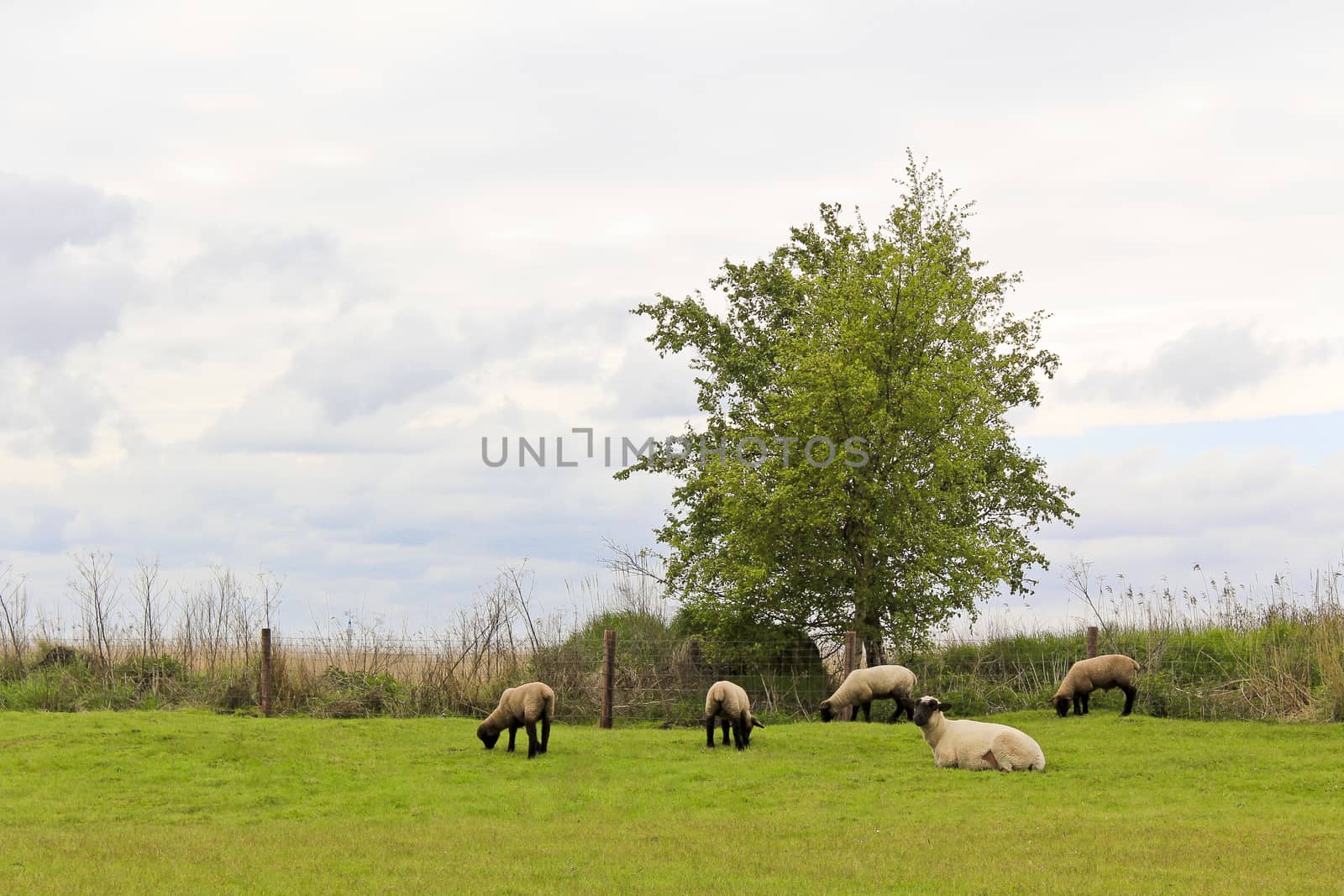Flock of sheep on lonely tree in the countryside in Lower Saxony, Germany.