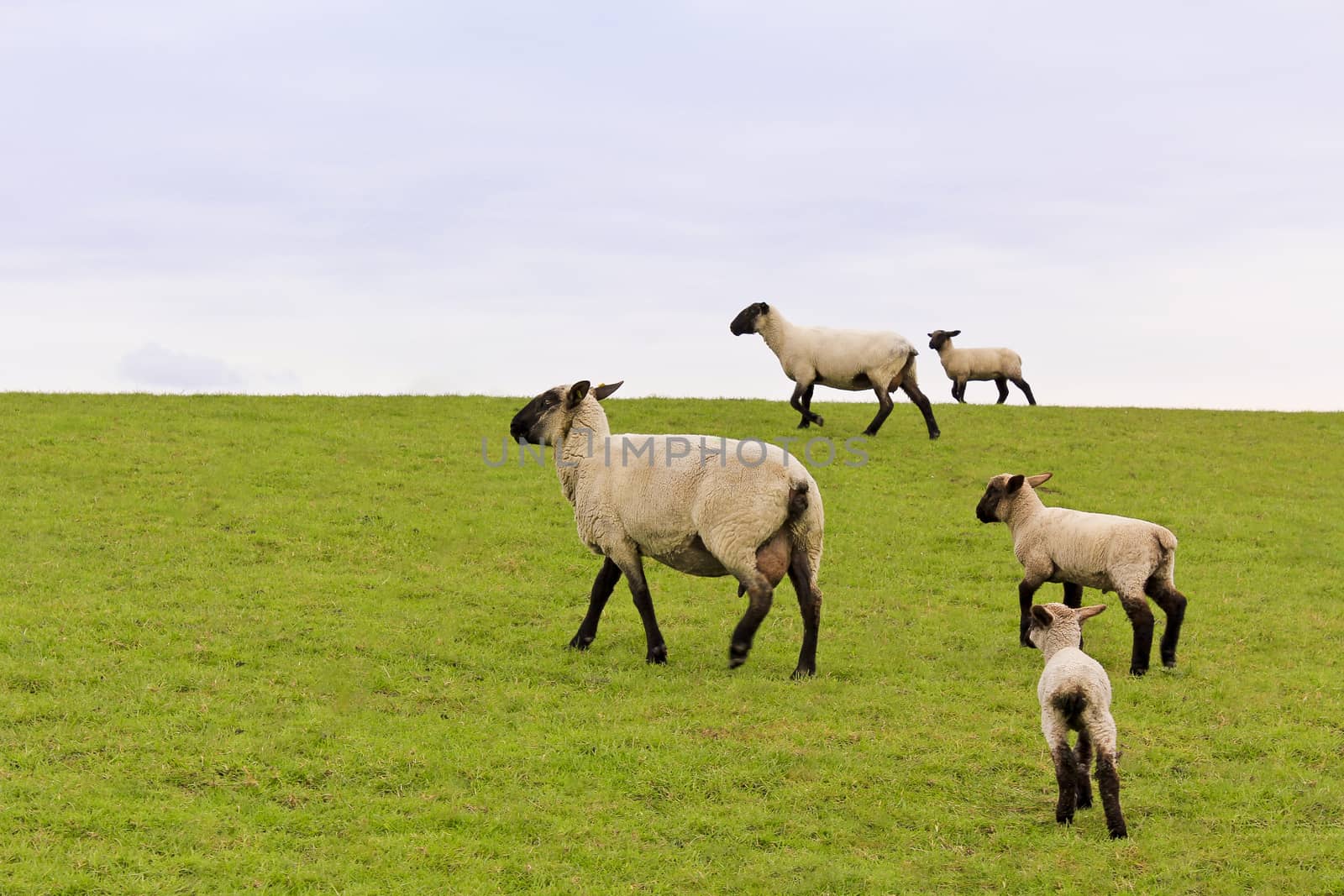 Flock of sheep walking on green meadow in the countryside in Lower Saxony, Germany.
