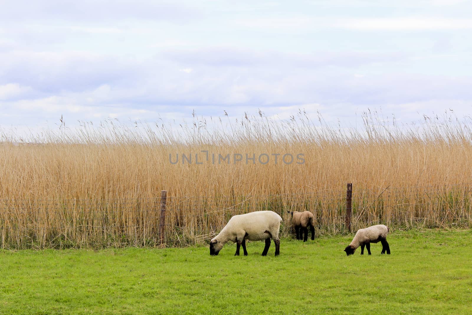 Sheep graze on green meadow in moorland, Sehestedt, Jade, Wesermarsch, Lower Saxony, Germany.