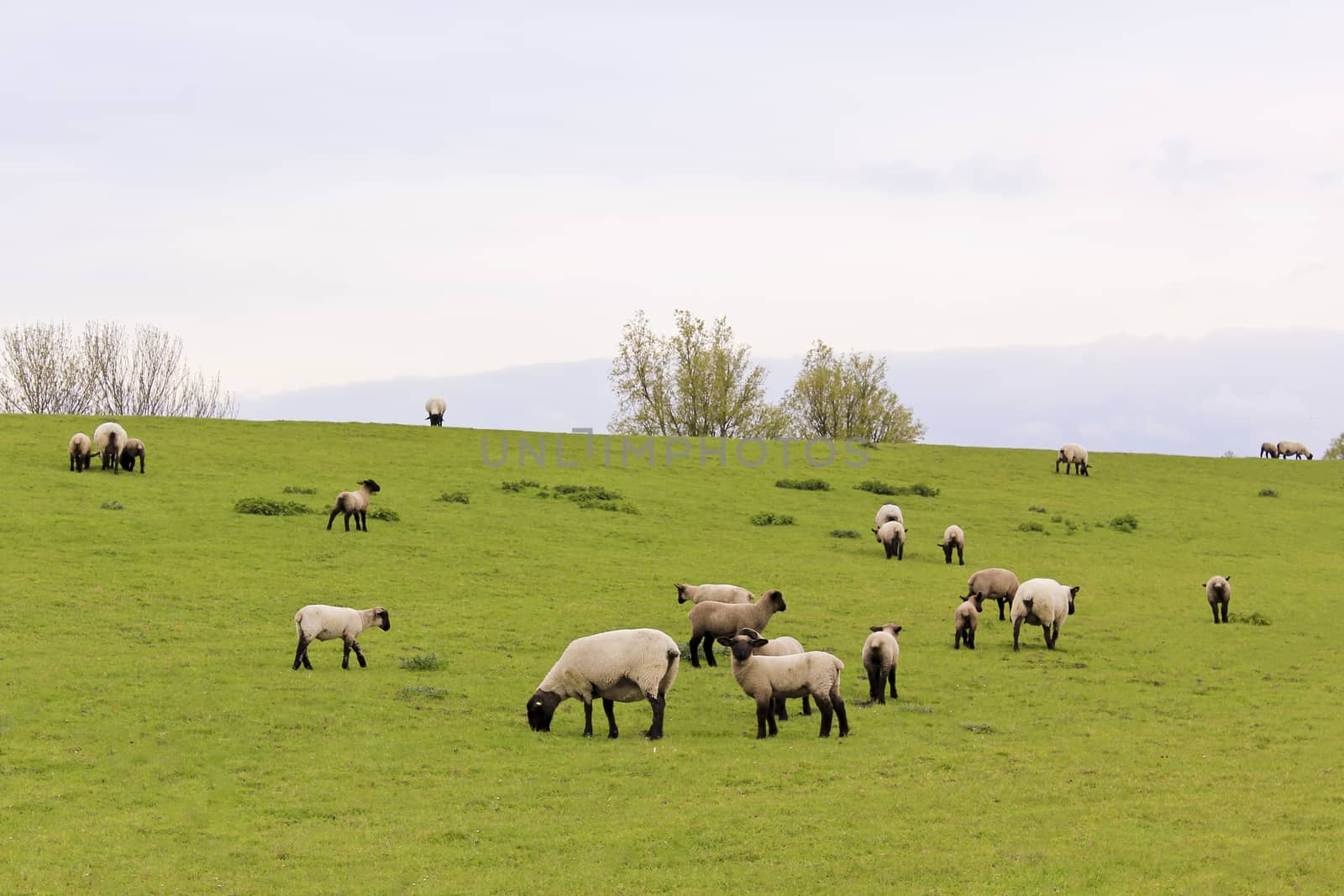 Sheep graze on green meadow in moorland, Lower Saxony, Germany. by Arkadij