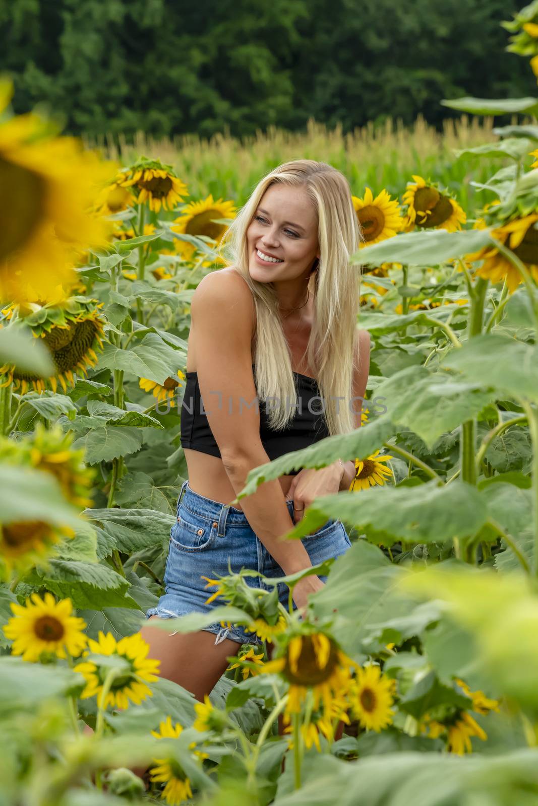 A gorgeous blonde model poses outdoors in a field of sunflowers while enjoying a summers day