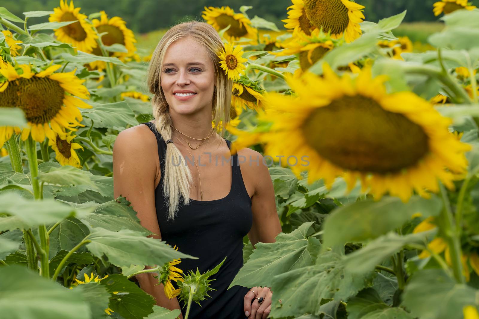 A gorgeous blonde model poses outdoors in a field of sunflowers while enjoying a summers day