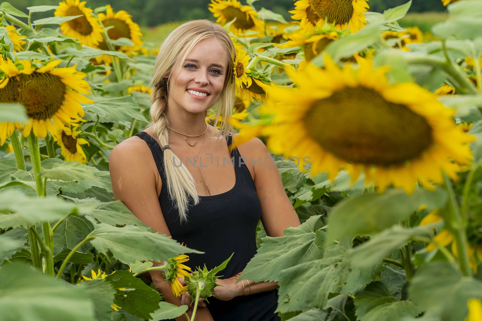 A gorgeous blonde model poses outdoors in a field of sunflowers while enjoying a summers day